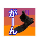 ピジョンちゃんスタンプ（個別スタンプ：6）