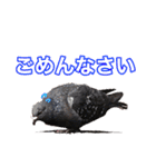 ピジョンちゃんスタンプ（個別スタンプ：8）