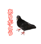 ピジョンちゃんスタンプ（個別スタンプ：11）