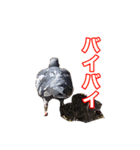 ピジョンちゃんスタンプ（個別スタンプ：13）