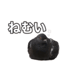 ピジョンちゃんスタンプ（個別スタンプ：14）