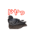ピジョンちゃんスタンプ（個別スタンプ：16）