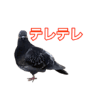 ピジョンちゃんスタンプ（個別スタンプ：17）