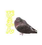 ピジョンちゃんスタンプ（個別スタンプ：18）