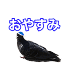 ピジョンちゃんスタンプ（個別スタンプ：19）