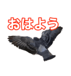 ピジョンちゃんスタンプ（個別スタンプ：20）
