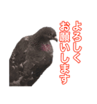 ピジョンちゃんスタンプ（個別スタンプ：22）