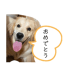 むぎぽよ。（個別スタンプ：11）