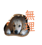 むぎぽよ。（個別スタンプ：13）