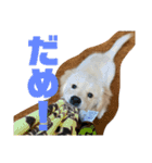 むぎぽよ。（個別スタンプ：23）