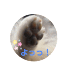 ぴのこスタンプ2（個別スタンプ：1）