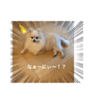 ぴのこスタンプ2（個別スタンプ：6）