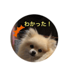 ぴのこスタンプ2（個別スタンプ：8）