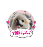 ぴのこスタンプ2（個別スタンプ：16）