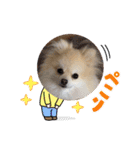ぴのこスタンプ2（個別スタンプ：35）