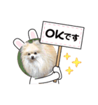ぴのこスタンプ2（個別スタンプ：38）