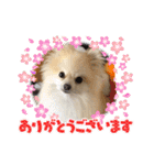 ぴのこスタンプ2（個別スタンプ：39）