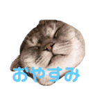 おしゃべりこてっこ（個別スタンプ：2）