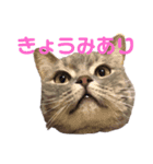 おしゃべりこてっこ（個別スタンプ：5）