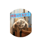 にゃんこスタンプにゃん☆（個別スタンプ：1）