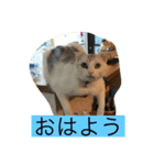 にゃんこスタンプにゃん☆（個別スタンプ：3）