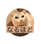 にゃんこスタンプにゃん☆（個別スタンプ：5）