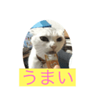 にゃんこスタンプにゃん☆（個別スタンプ：6）