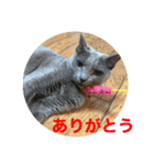 にゃんこスタンプにゃん☆（個別スタンプ：8）