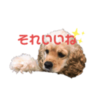 チワコッカー（個別スタンプ：1）