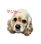 チワコッカー（個別スタンプ：6）