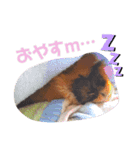 モルモットリオ（個別スタンプ：3）