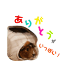 モルモットリオ（個別スタンプ：4）