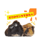 モルモットリオ（個別スタンプ：5）