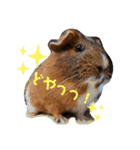 モルモットリオ（個別スタンプ：6）