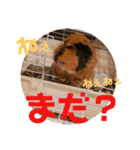 モルモットリオ（個別スタンプ：7）