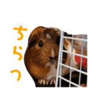 モルモットリオ（個別スタンプ：9）