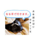 モルモットリオ（個別スタンプ：12）