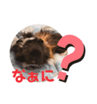 モルモットリオ（個別スタンプ：14）