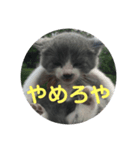 にゃぁのあんこさん（個別スタンプ：2）