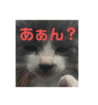 にゃぁのあんこさん（個別スタンプ：3）