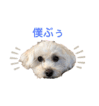 ぷぅたろうとたまにどこっち（個別スタンプ：1）