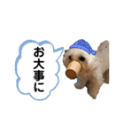 ぷぅたろうとたまにどこっち（個別スタンプ：19）