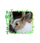 うさぎのmochaちゃん（個別スタンプ：1）