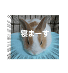 うさぎのmochaちゃん（個別スタンプ：3）