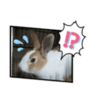 うさぎのmochaちゃん（個別スタンプ：7）