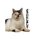 三毛猫サチコ（個別スタンプ：4）