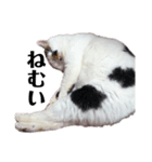 三毛猫サチコ（個別スタンプ：7）