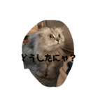 ししまるくんの独り言スタンプ（個別スタンプ：9）