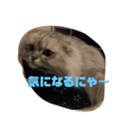 ししまるくんの独り言スタンプ（個別スタンプ：16）