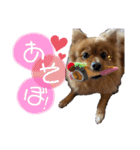 ポメつめあわせスタンプ（個別スタンプ：1）